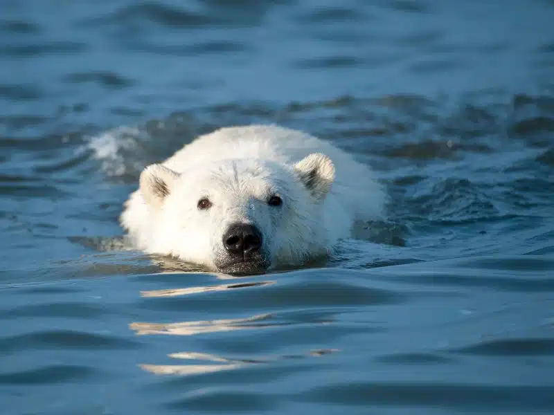 Ours polaire est réfugié climatique, il nage dans la mer