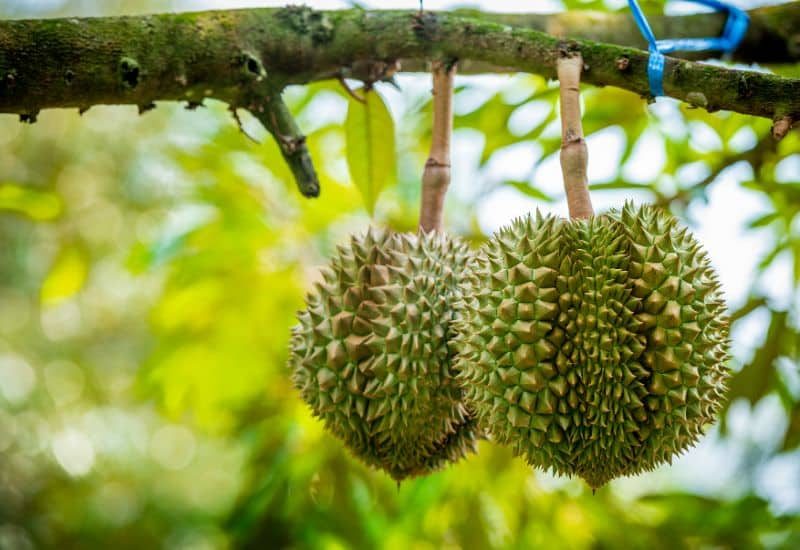 Le durian, fruit qui a bioinspiré le bâtiment the esplanade