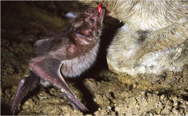 chauve-souris vampire léchant le sang