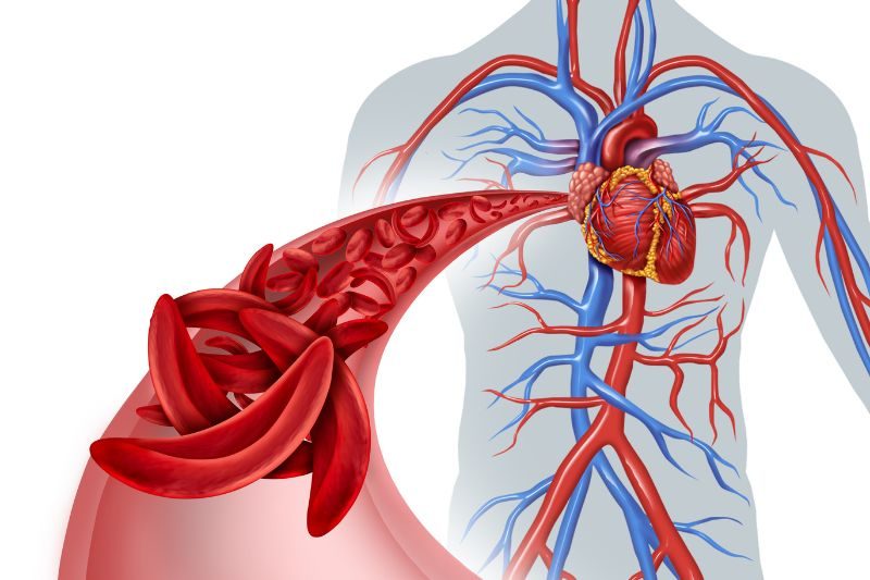 circulation sanguine amène nutriments et oxygène aux cellules du corps