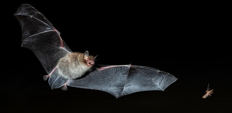 echolocation, Daredevil’s superpower as for bats