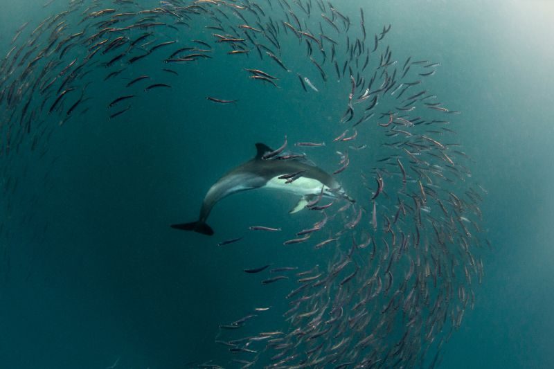 Echolocation dauphin chasse sardine curiokids