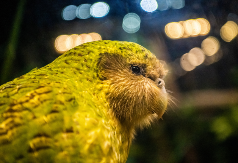 kakapo in gevaar of de uil papegaai uil