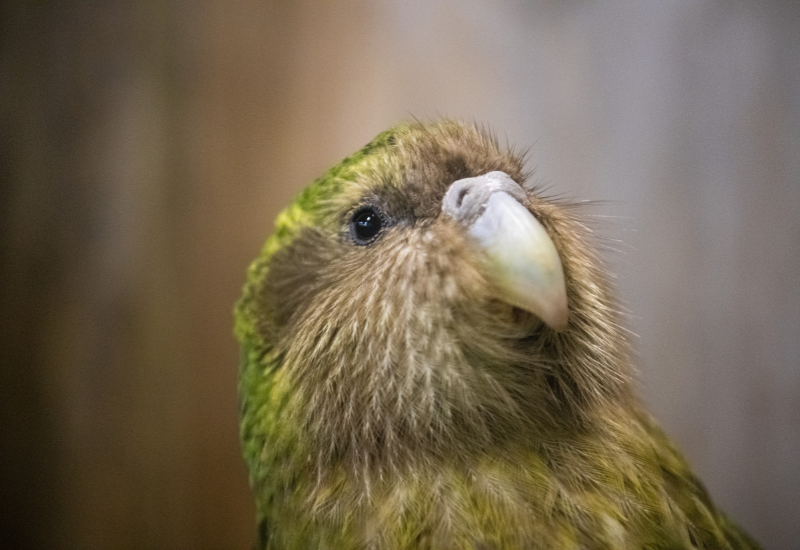 het hoofd van de Kakapo in gevaar_