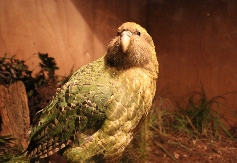 kakapo élevé en captivité par Curiokids
