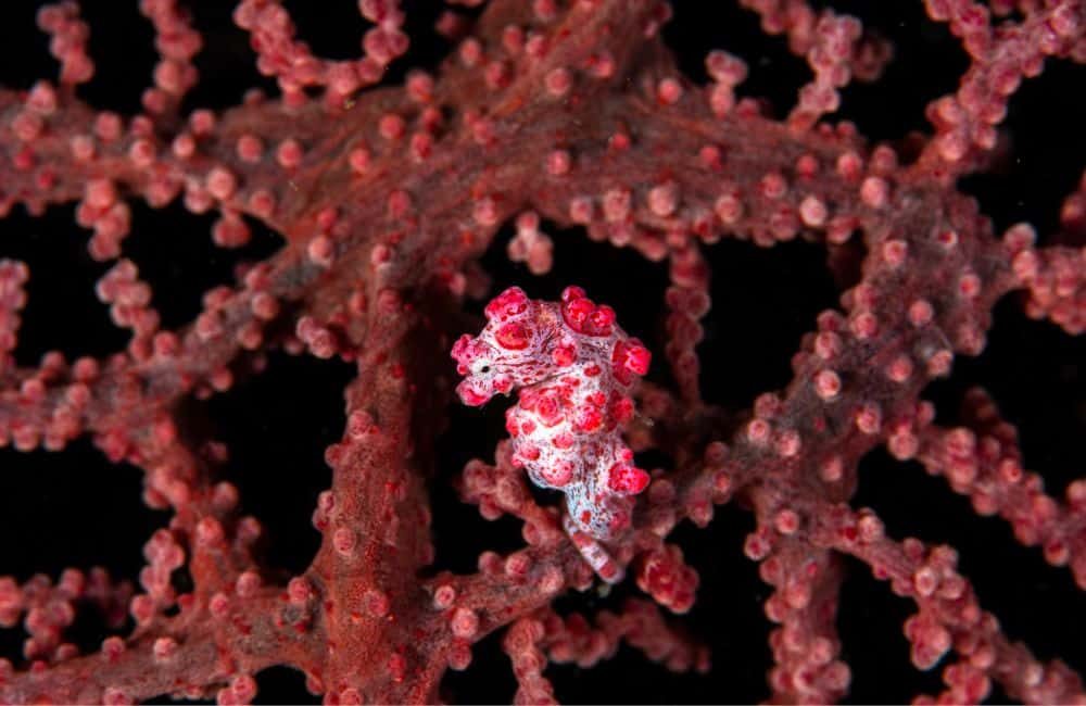Hippocampus bargibanti - mimétique du corail