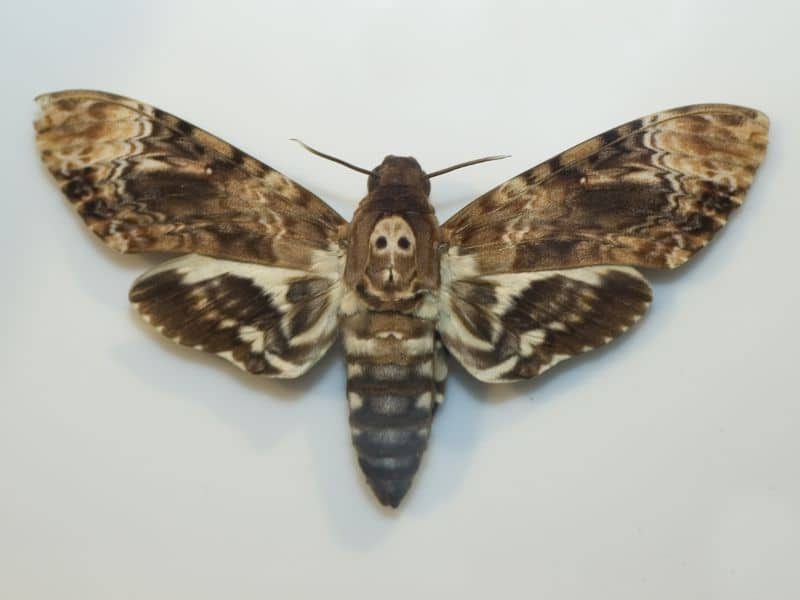 Papillon Sphinx - La chenille vipère - curiokids