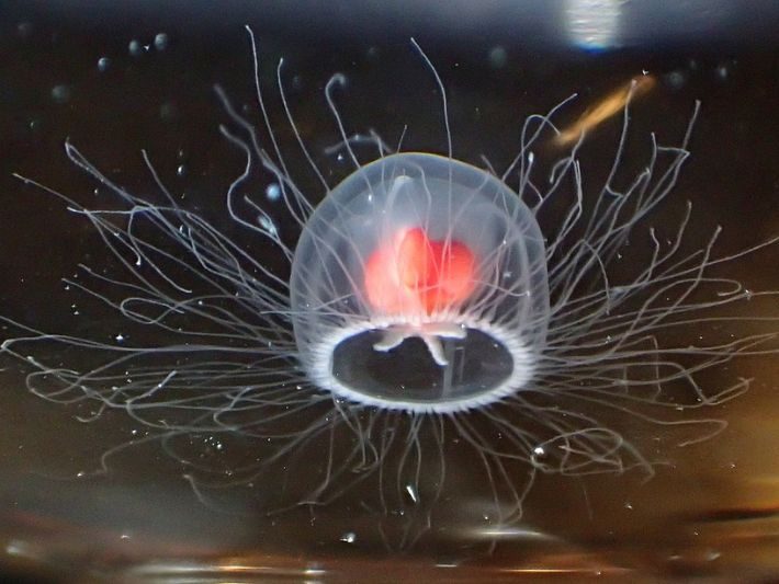 turritopsis rubra la méduse immortelle