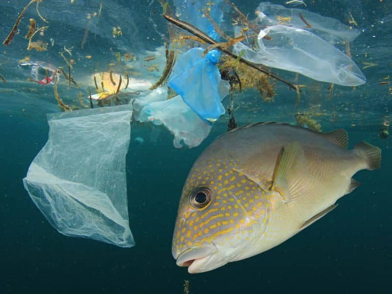 Des milliers d'espèces animales sont impactées par la pollution liée au plastique