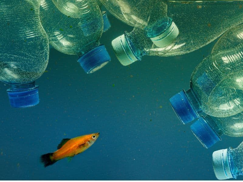 Il y aura autant de plastique que de poissons dans les océans d'ici 2050