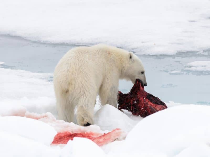Un ours polaire qui mange un phoque