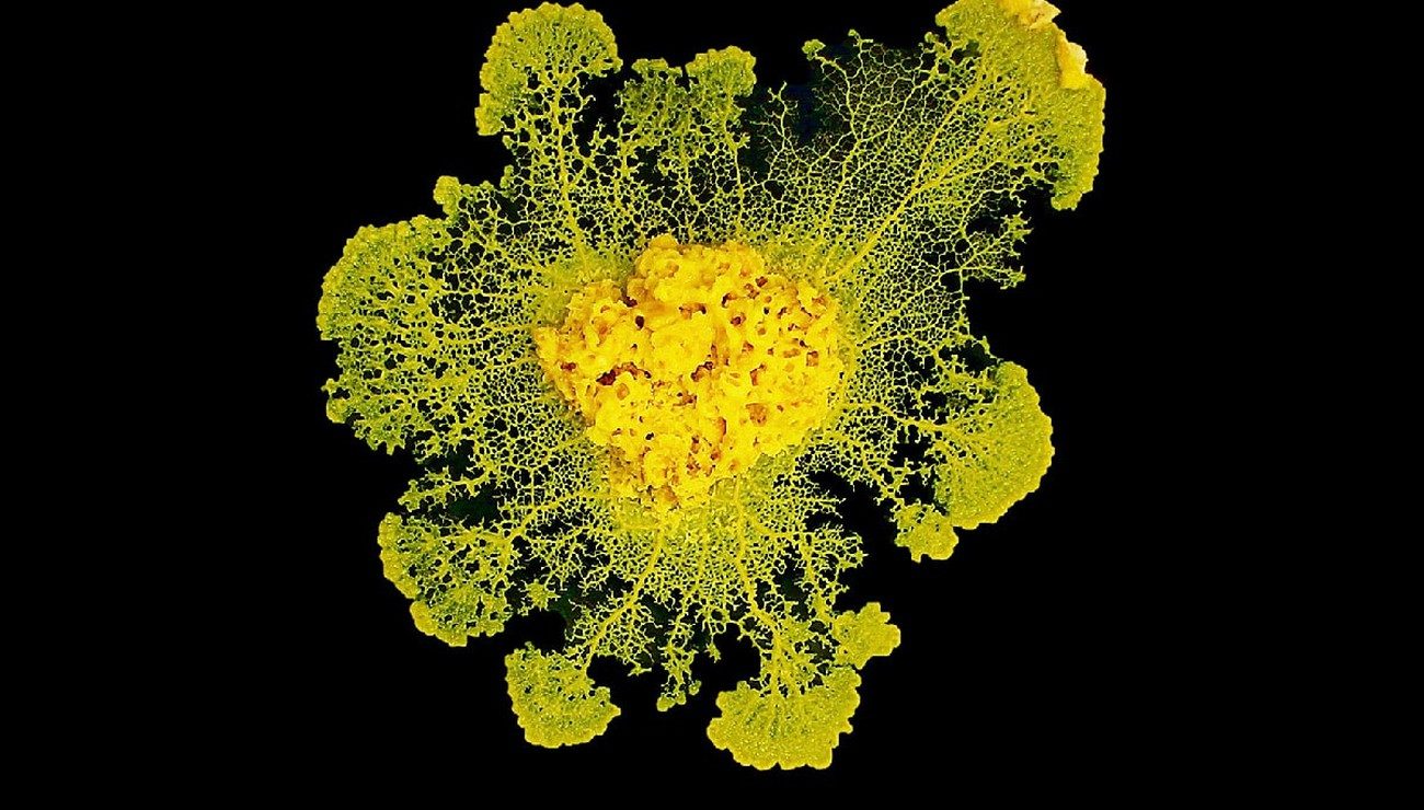 Photo en labo du blob par audrey dussutour CNRS