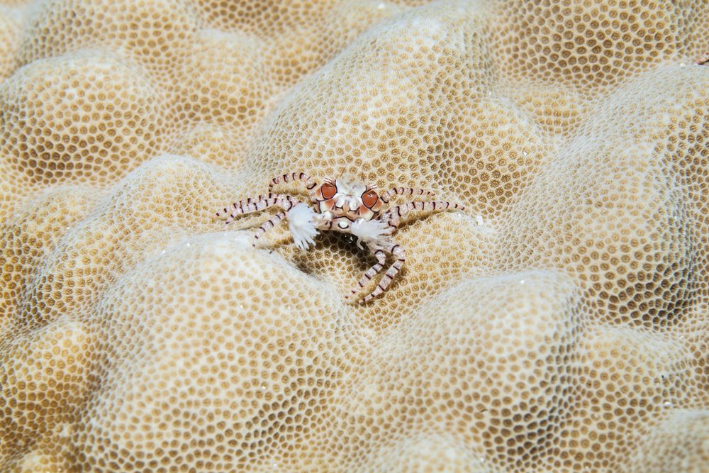 crabe boxer dans son envirronement, anémone dans chaque pince crabe boxer dans son envirronement, anémone dans chaque pince