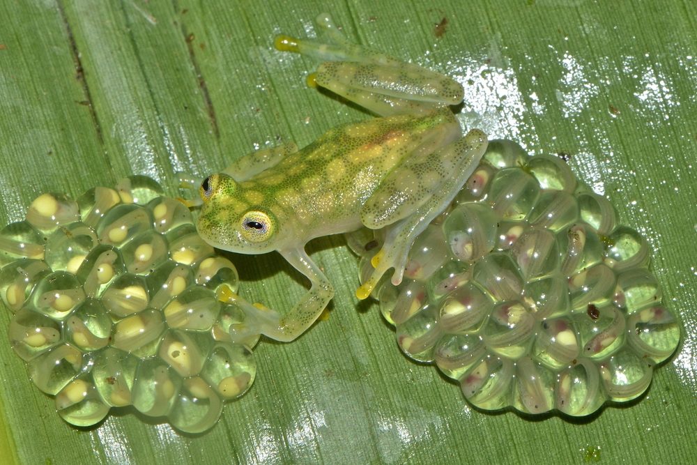 grenouille de verre mâle avec ses oeufs grenouille de verre mâle avec ses oeufs