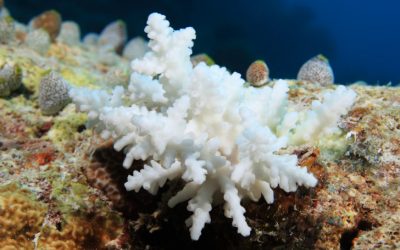 le corail devient blanc à cause du réchauffement climatique